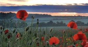 Poppies in June Poppies in June