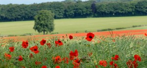 Poppy Field, Coombe Bissett Poppy Field, Coombe Bissett