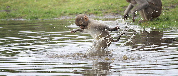 Monkeys at Longleat. Photo by Ian Turner