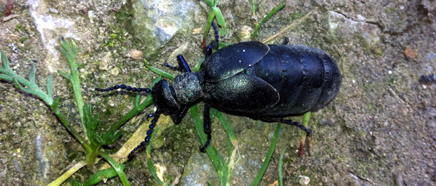 Oil Beetle Oil Beetle