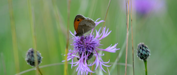 Wildflower and butterfly Wildflower and butterfly