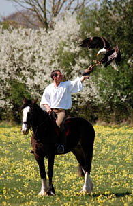 Longleat Falconer Jimmy Robinson on his horse Murphy with bald eagle
