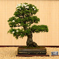 BonsaiP09