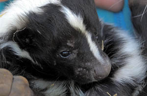 Oreo the Skunk