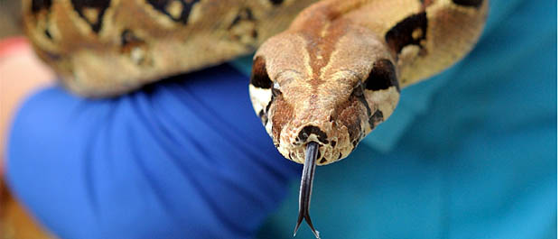 Zeus the Boa Constrictor