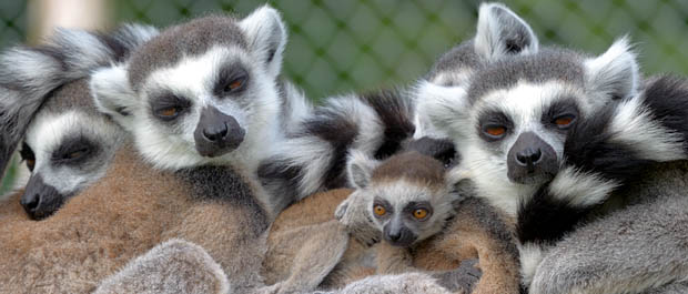 Casper the Baby Ring Tailed Lemur. Photo: Dave Townend