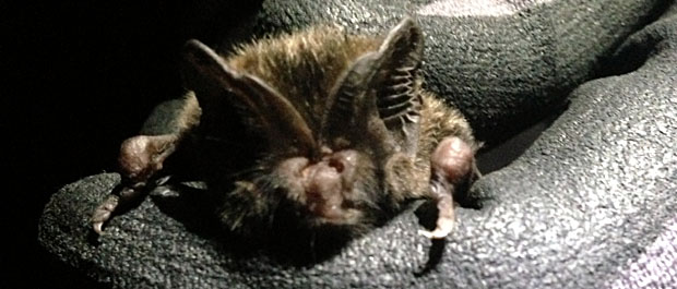 Barbastelle bat