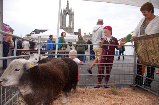 Wiltshire Wildlife Trust's rare breed Herdwick sheep cPhil Cooper small