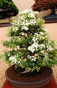 pyracantha bonsai