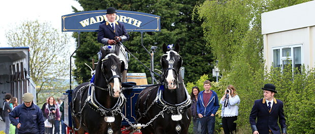 Wadworth Brewery Shire horses at Sparsholt College.