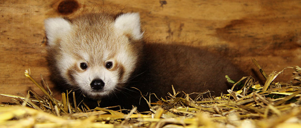 Red Panda Baby at Longleat four. Photo by Ian Turner