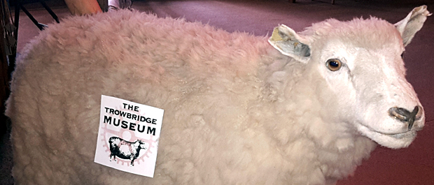 Trowbridge museum sheep banner