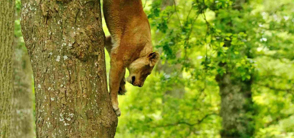 Lioness Kiana making her way back down the tree